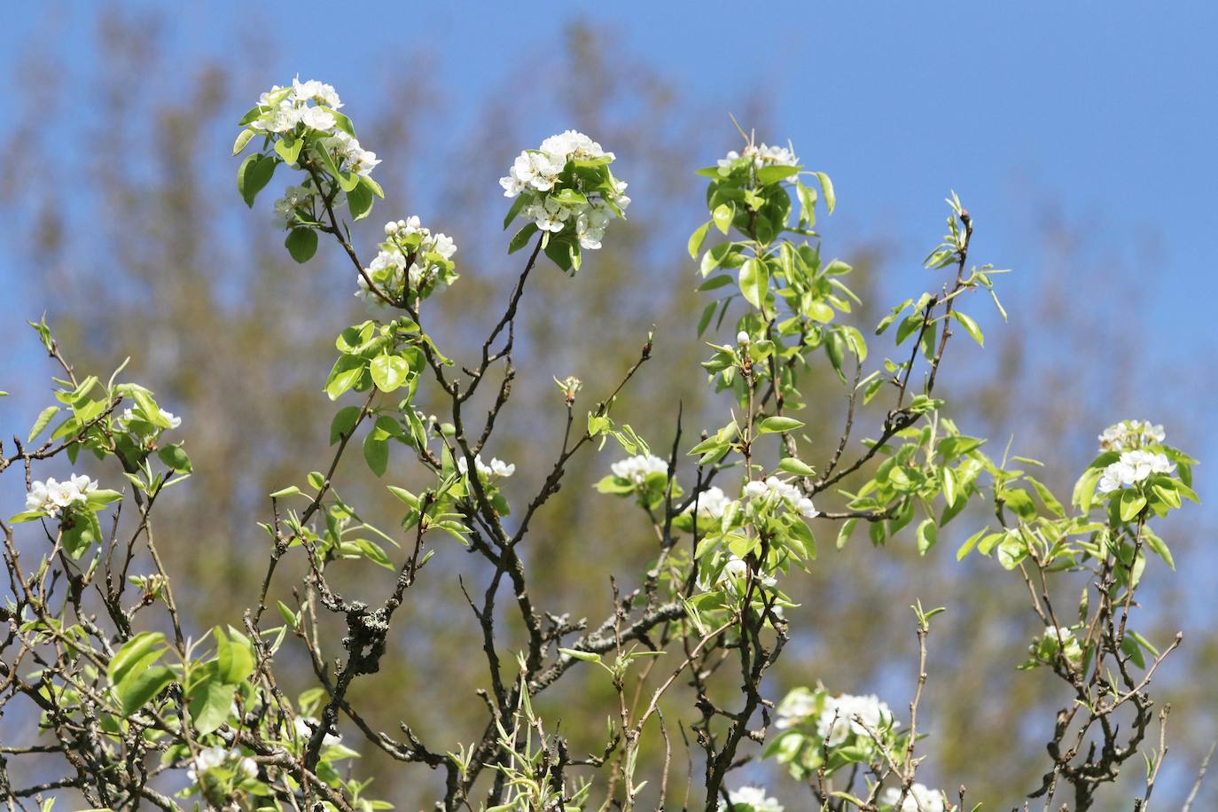 Te acercamos las imágenes de Asturias que este año apenas podemos disfrutar a causa de la terrible pandemia que azota nuestro país. 