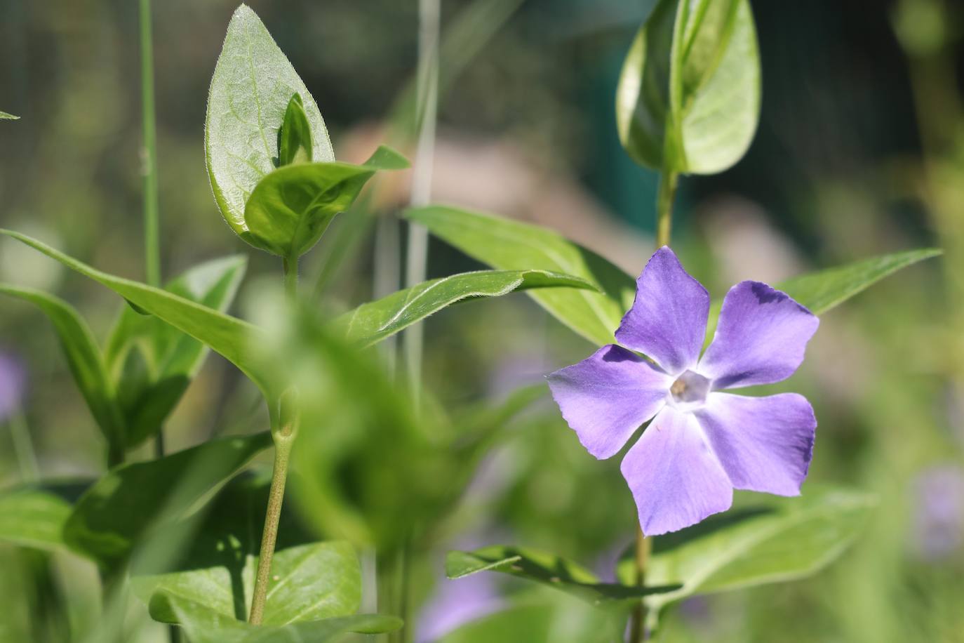 Te acercamos las imágenes de Asturias que este año apenas podemos disfrutar a causa de la terrible pandemia que azota nuestro país. 