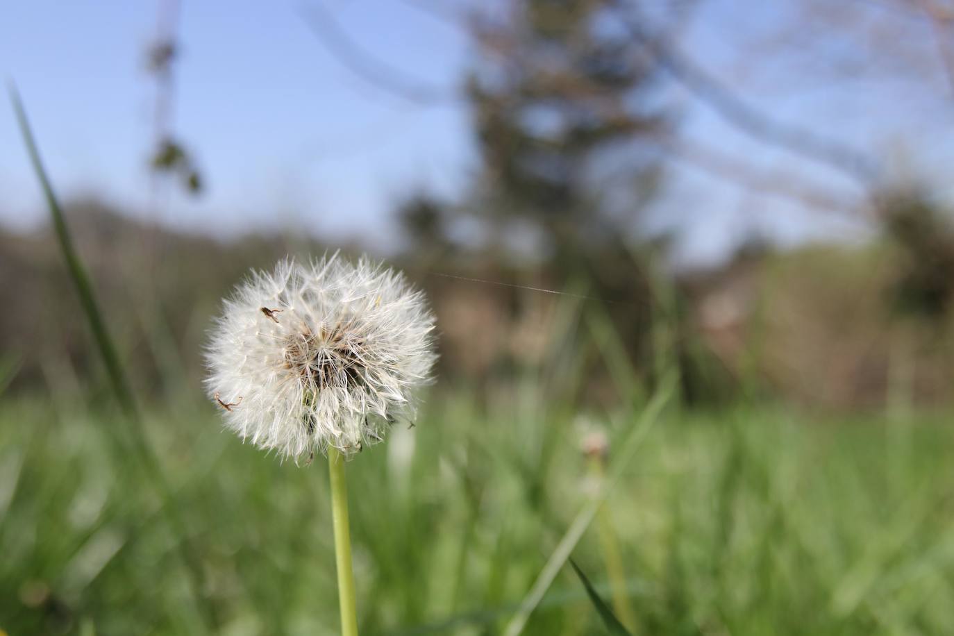 Te acercamos las imágenes de Asturias que este año apenas podemos disfrutar a causa de la terrible pandemia que azota nuestro país. 
