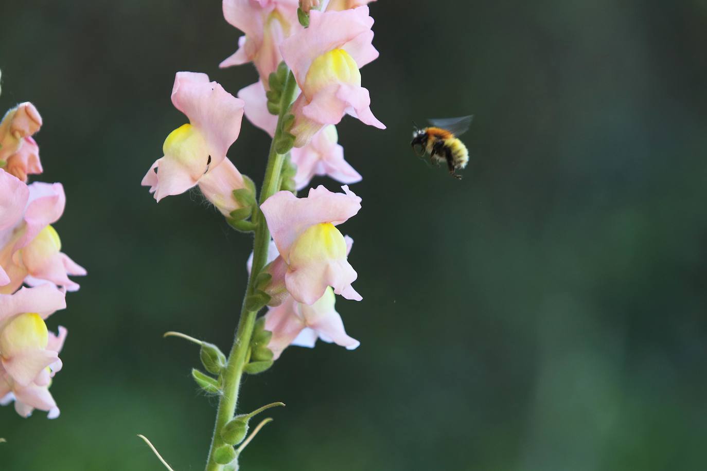 Te acercamos las imágenes de Asturias que este año apenas podemos disfrutar a causa de la terrible pandemia que azota nuestro país. 