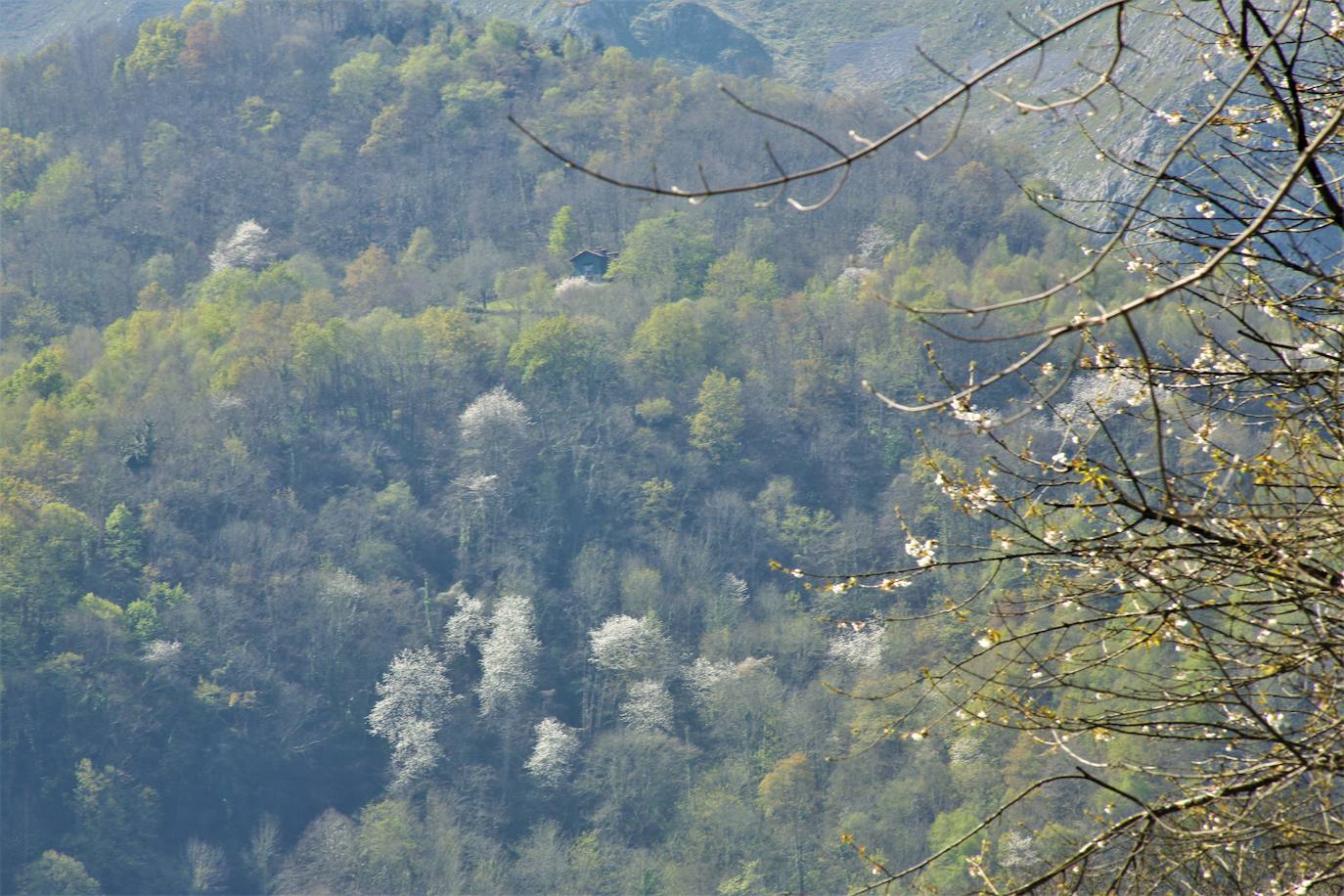 Te acercamos las imágenes de Asturias que este año apenas podemos disfrutar a causa de la terrible pandemia que azota nuestro país. 