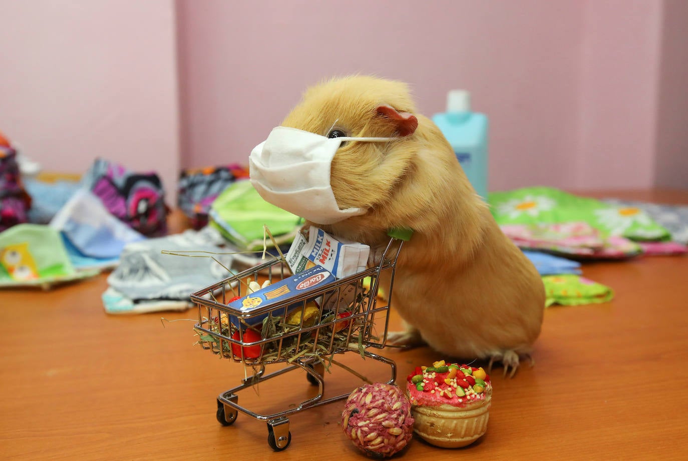 La Organización Mundial de la Salud (OMS) ha confirmado que los animales no transmiten el temido coronavirus y a día de hoy, tener un perro se ha convertido en la envidia del vecindario al poder salir a la calle a pasearlo. La crisis del Covid-19 deja imágenes tan curiosas como estas del mundo animal.