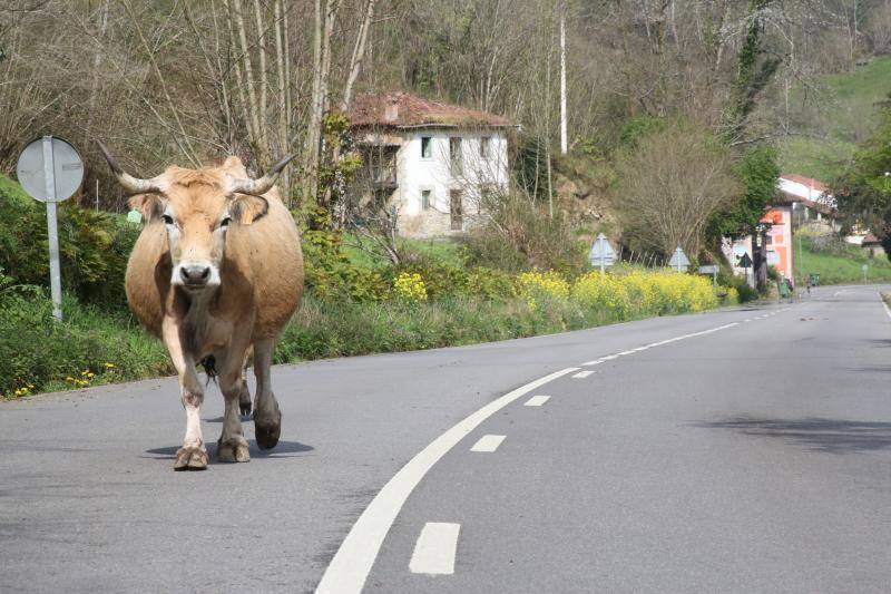 La Organización Mundial de la Salud (OMS) ha confirmado que los animales no transmiten el temido coronavirus y a día de hoy, tener un perro se ha convertido en la envidia del vecindario al poder salir a la calle a pasearlo. La crisis del Covid-19 deja imágenes tan curiosas como estas del mundo animal.
