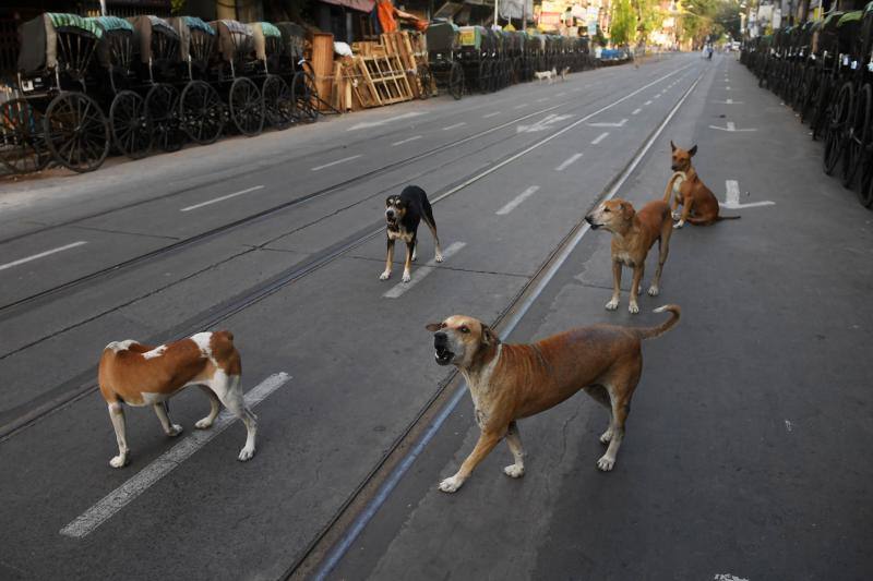 La Organización Mundial de la Salud (OMS) ha confirmado que los animales no transmiten el temido coronavirus y a día de hoy, tener un perro se ha convertido en la envidia del vecindario al poder salir a la calle a pasearlo. La crisis del Covid-19 deja imágenes tan curiosas como estas del mundo animal.