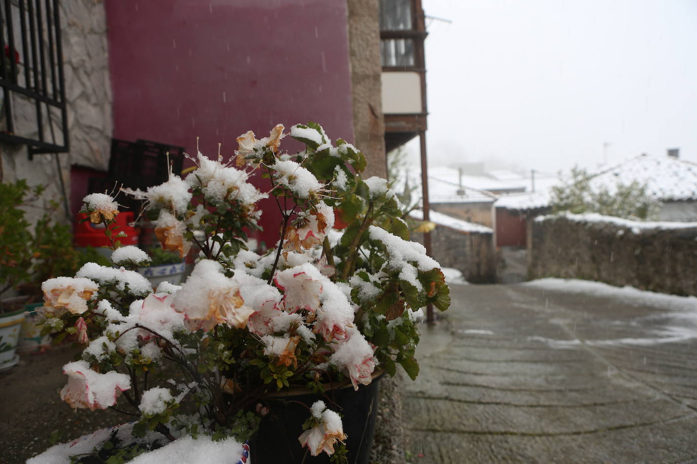 Marzo se despide dejando una imagen poco habitual durante la primavera. Parte del Principado de Asturias ha amanecido bajo un manto de nieve y la previsión meteorológica es que continúe nevando durante la jornada del martes. 