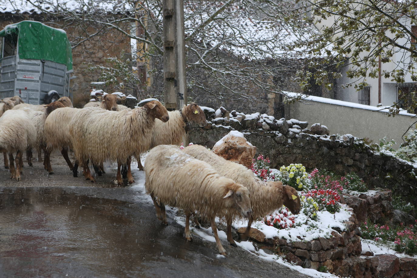 Marzo se despide dejando una imagen poco habitual durante la primavera. Parte del Principado de Asturias ha amanecido bajo un manto de nieve y la previsión meteorológica es que continúe nevando durante la jornada del martes. 