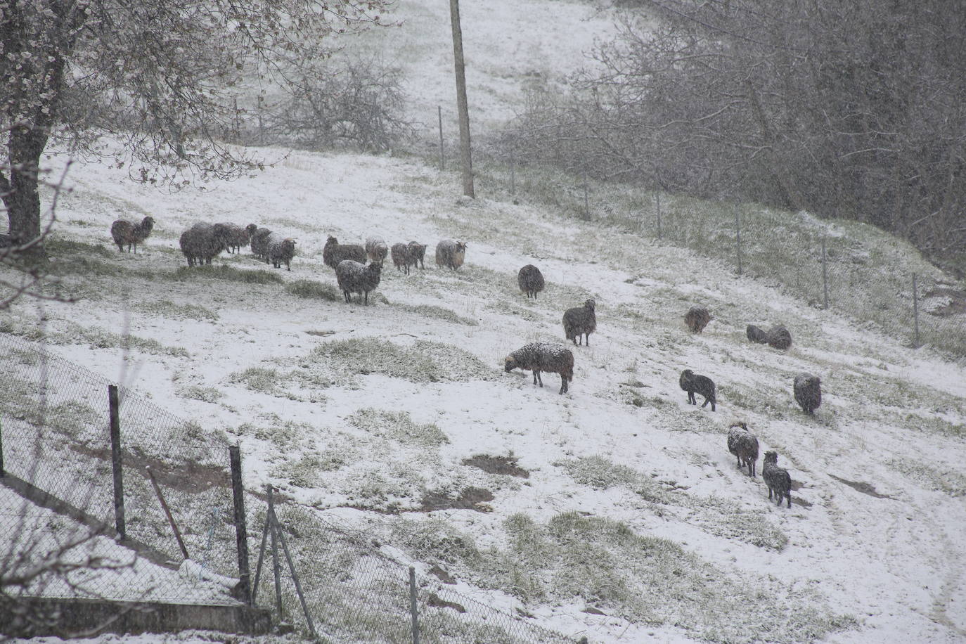 Marzo se despide dejando una imagen poco habitual durante la primavera. Parte del Principado de Asturias ha amanecido bajo un manto de nieve y la previsión meteorológica es que continúe nevando durante la jornada del martes. 