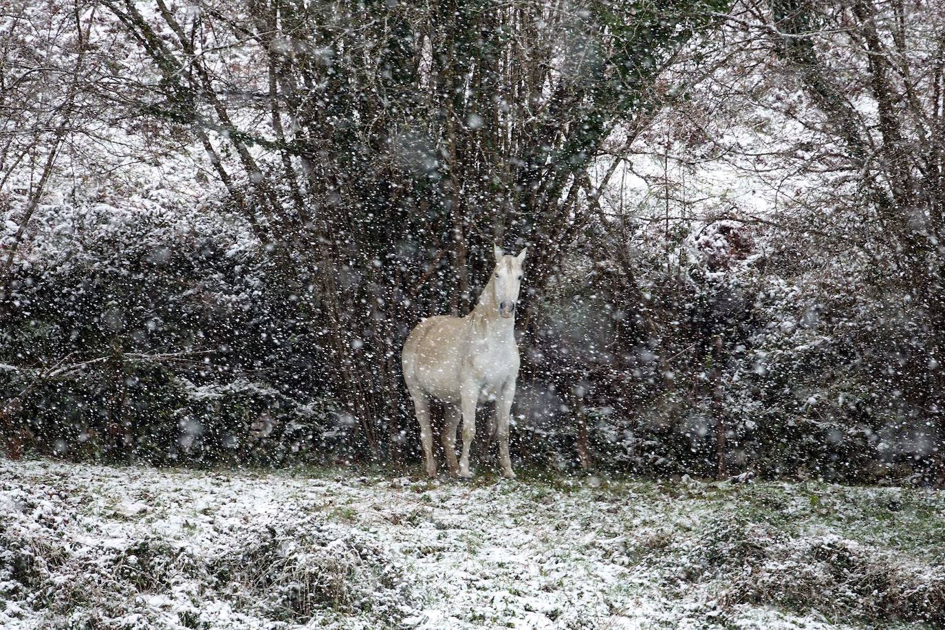Marzo se despide dejando una imagen poco habitual durante la primavera. Parte del Principado de Asturias ha amanecido bajo un manto de nieve y la previsión meteorológica es que continúe nevando durante la jornada del martes. 