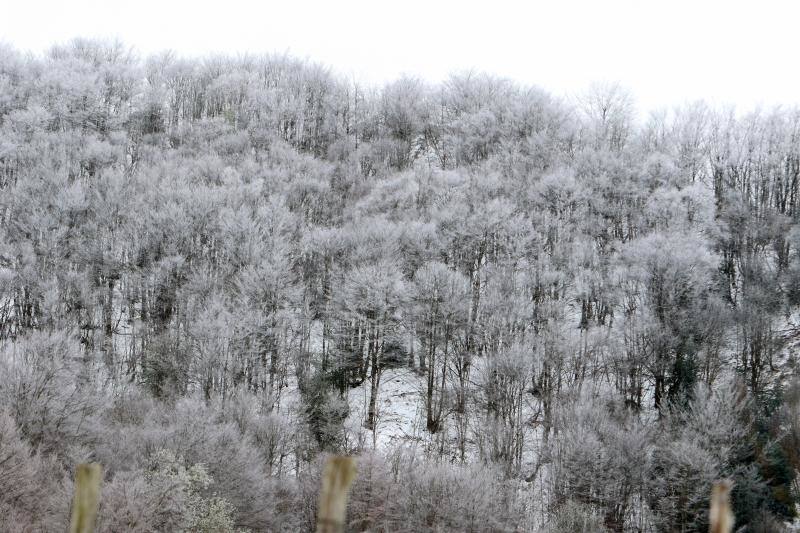 La recién estrenada primavera deja en la región una de esas nevadas que invitan a disfrutar del paisaje. Pese a que la mayoría de los asturianos la han vivido desde el confinamiento por el coronavirus, EL COMERCIO les invita a hacer un recorrido por las mejores estampas blancas de la región. 