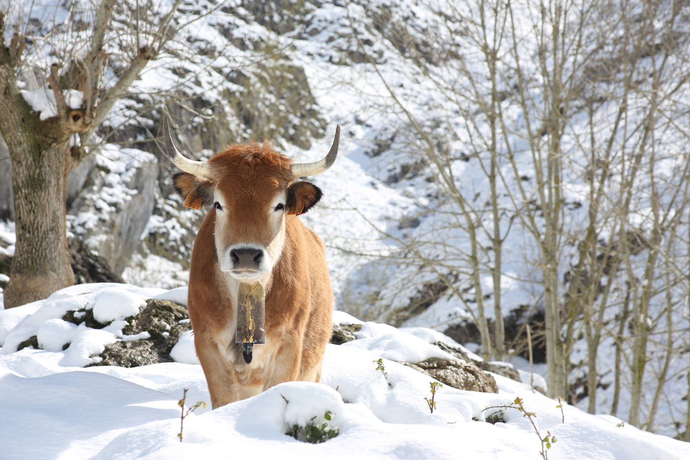 La recién estrenada primavera deja en la región una de esas nevadas que invitan a disfrutar del paisaje. Pese a que la mayoría de los asturianos la han vivido desde el confinamiento por el coronavirus, EL COMERCIO les invita a hacer un recorrido por las mejores estampas blancas de la región. 