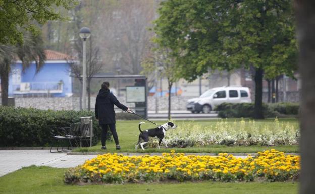 Nueva regulación para los paseos de perros en Gijón