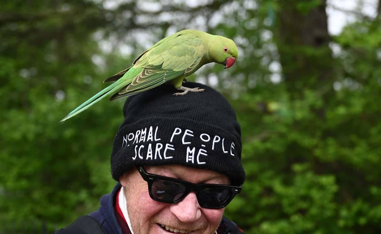 Los animales 'se saltan' la cuarentena y empiezan a tomar las ciudades de muchos países