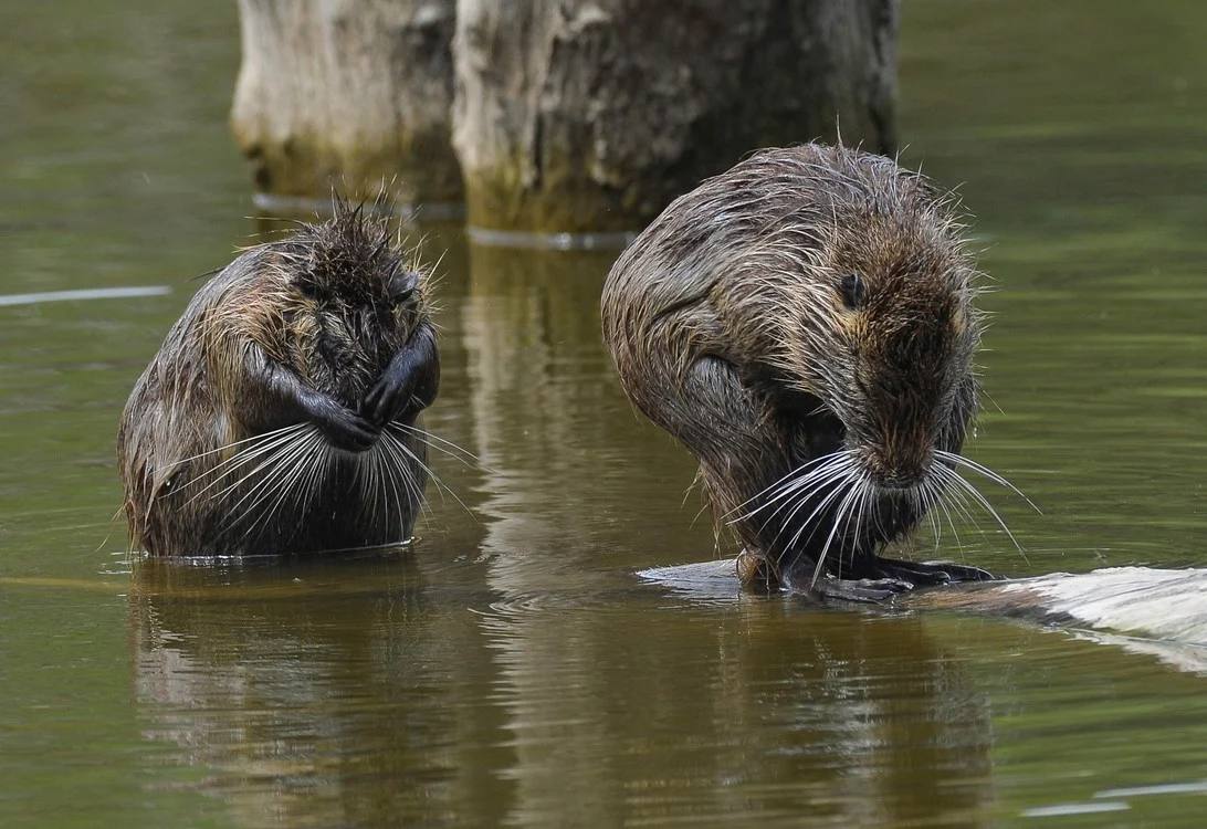 Los animales 'se saltan' la cuarentena y empiezan a tomar las ciudades de muchos países