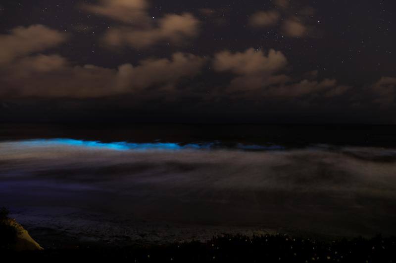 Las algas bioluminiscentes brillan entre las olas de las playas de California y del Caribe, desprendiendo luz con el movimiento. Las autoridades señalan que este hecho puede deberse a la tranquilidad del mar ante la ausencia de turistas.