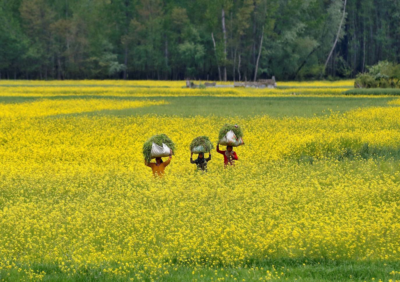 Srinagar, en India