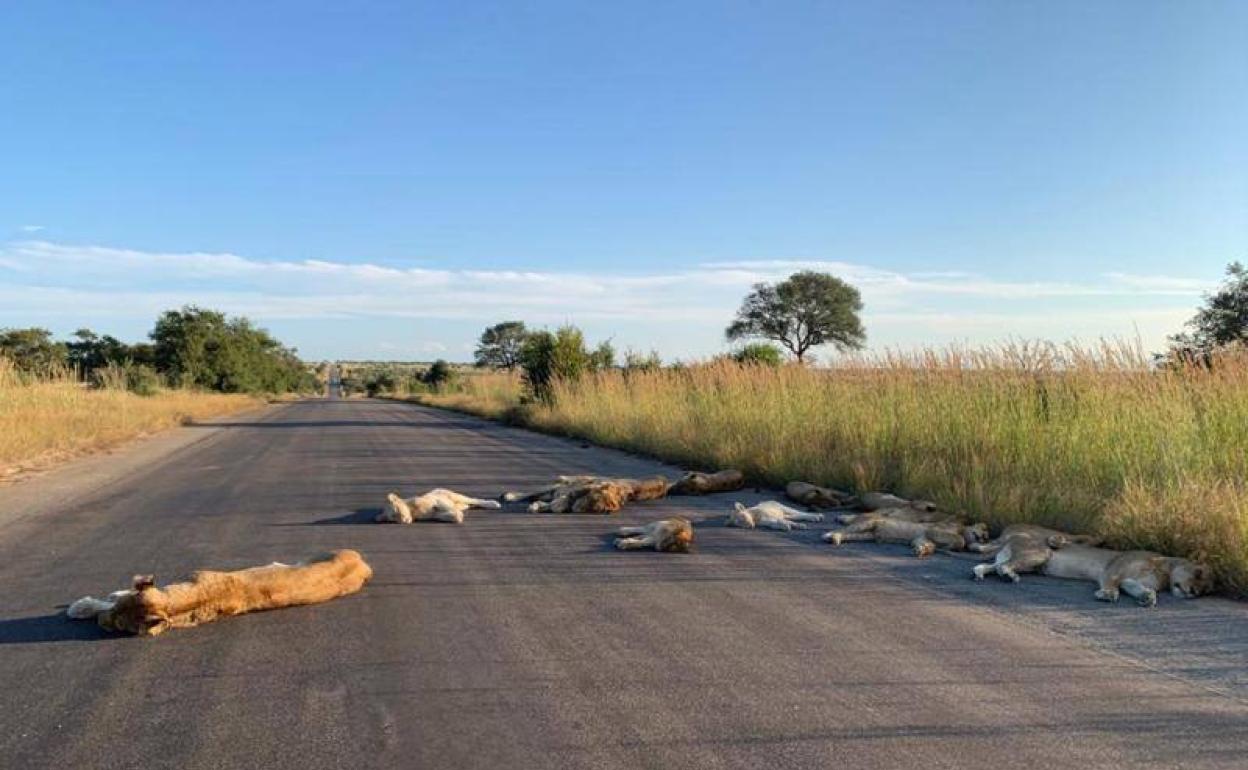 Los leones aprovechan el confinamiento y se suman a la invasión de espacios ocupados por humanos
