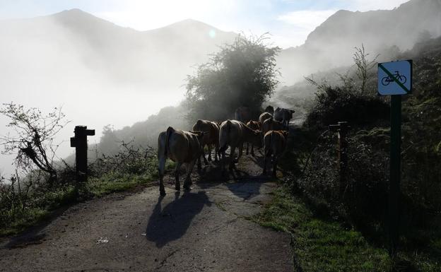Imagen. Comienza la temporada en los pastos de la Montaña de Covadonga para el ganado del Oriente. 