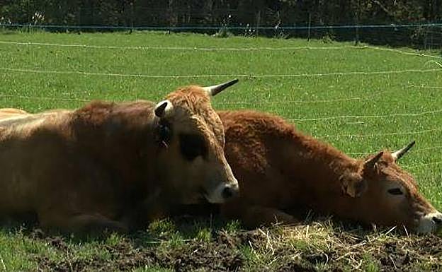 El campo asturiano frente a la coronavirus