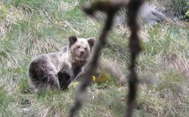 La osezna 'Saba' vuelve a la actividad tras seis meses de refugio invernal