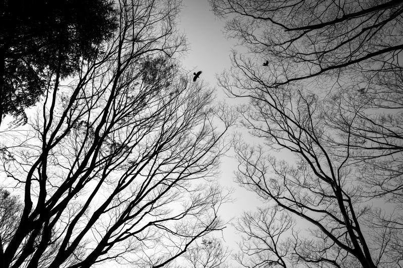 Recopilación de imágenes de las últimas semanas en Japón, en donde el confinamiento y las medidas de distancia se han convertido en el principal método para combatir la propagación del virus.