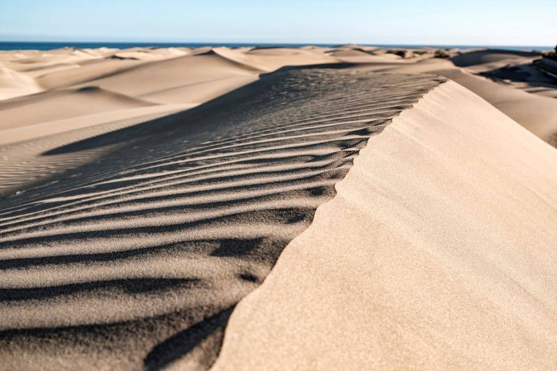 La ausencia de transeúntes por las dunas de Maspalomas como consecuencia del cofinamiento por el coronavirus permite una recuperación de procesos ecológicos en ese hábitat más rápida de lo habitual. Miguel Ángel Peña, director técnico del proyecto Masdunas, indica que la falta de actividad humana también ha favorecido que este ambicioso trabajo ofrezca resultados positivos a mayor velocidad de la esperada.