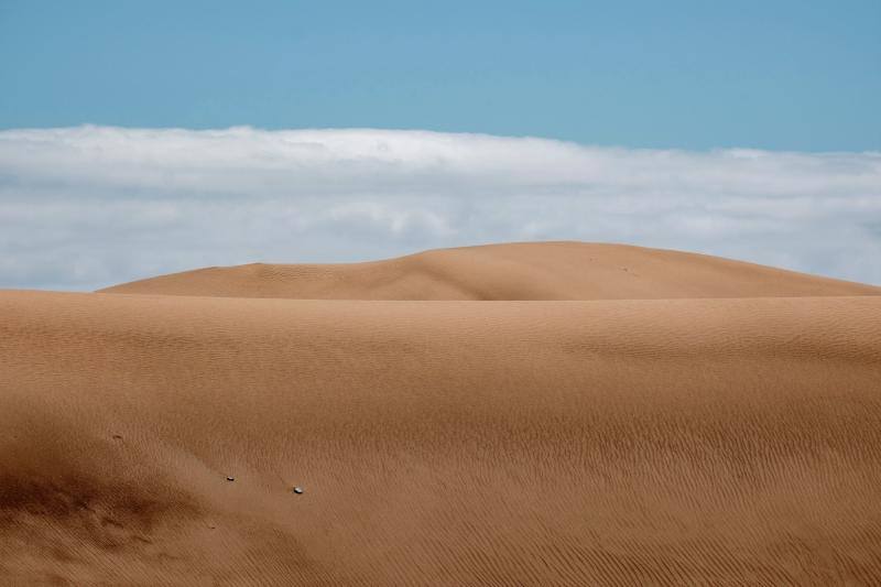 La ausencia de transeúntes por las dunas de Maspalomas como consecuencia del cofinamiento por el coronavirus permite una recuperación de procesos ecológicos en ese hábitat más rápida de lo habitual. Miguel Ángel Peña, director técnico del proyecto Masdunas, indica que la falta de actividad humana también ha favorecido que este ambicioso trabajo ofrezca resultados positivos a mayor velocidad de la esperada.