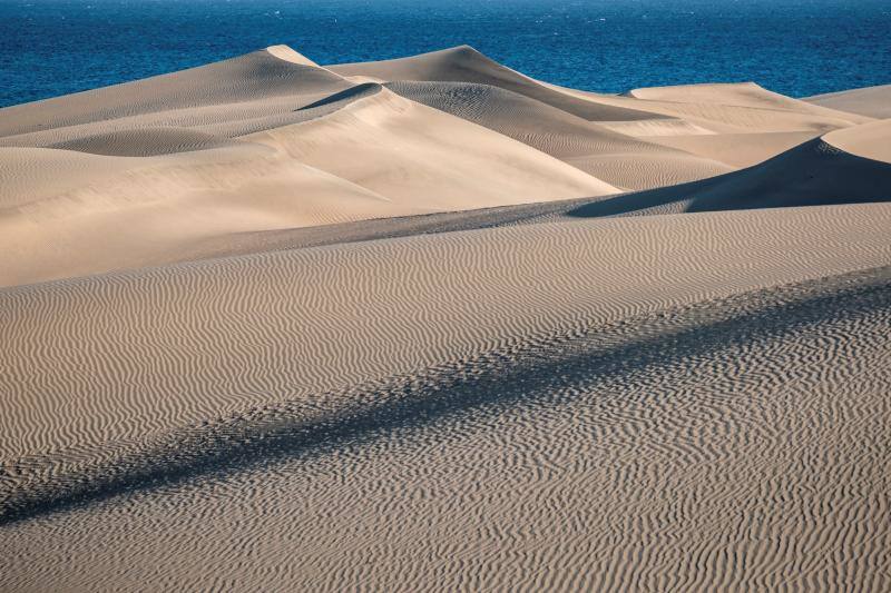 La ausencia de transeúntes por las dunas de Maspalomas como consecuencia del cofinamiento por el coronavirus permite una recuperación de procesos ecológicos en ese hábitat más rápida de lo habitual. Miguel Ángel Peña, director técnico del proyecto Masdunas, indica que la falta de actividad humana también ha favorecido que este ambicioso trabajo ofrezca resultados positivos a mayor velocidad de la esperada.