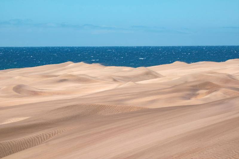 La ausencia de transeúntes por las dunas de Maspalomas como consecuencia del cofinamiento por el coronavirus permite una recuperación de procesos ecológicos en ese hábitat más rápida de lo habitual. Miguel Ángel Peña, director técnico del proyecto Masdunas, indica que la falta de actividad humana también ha favorecido que este ambicioso trabajo ofrezca resultados positivos a mayor velocidad de la esperada.