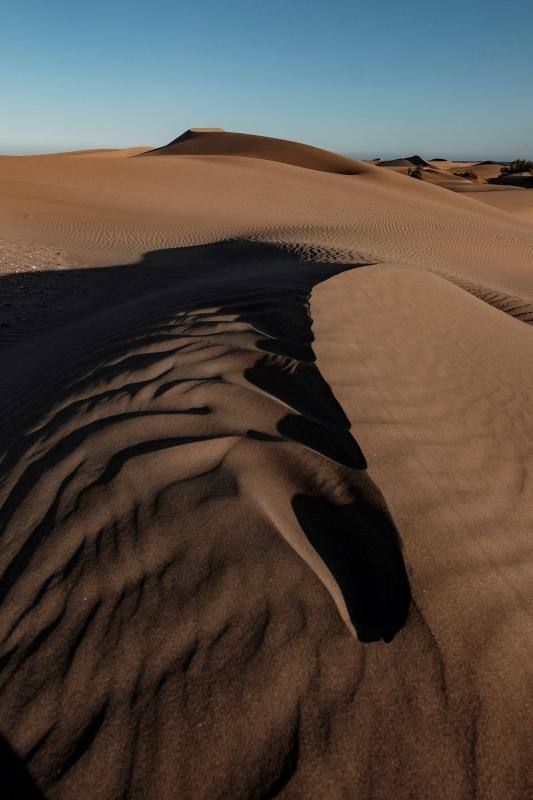 La ausencia de transeúntes por las dunas de Maspalomas como consecuencia del cofinamiento por el coronavirus permite una recuperación de procesos ecológicos en ese hábitat más rápida de lo habitual. Miguel Ángel Peña, director técnico del proyecto Masdunas, indica que la falta de actividad humana también ha favorecido que este ambicioso trabajo ofrezca resultados positivos a mayor velocidad de la esperada.