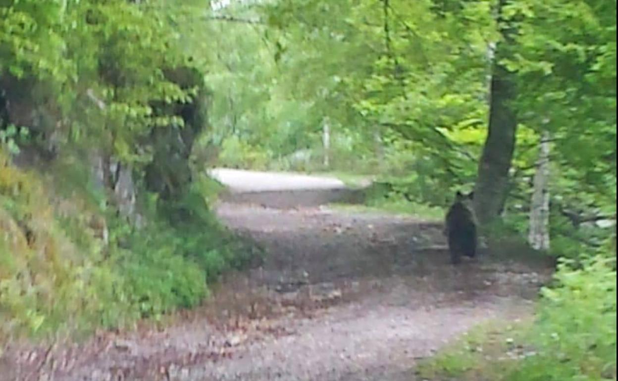 Un oso se pasea por Brañagallones, en el Parque de Redes