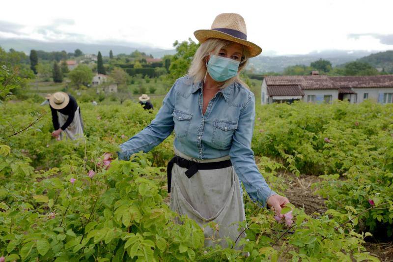 Se trata de la rosa 'Centifolia' cuyos cultivos en esta localidad francesa, son muy apreciados por grandes perfumistas por su calidad. Su recogida implica un proceso tan exhaustivo como delicado con el que se busca mantener las propiedades óptimas de las flores conservando así su intensa esencia. 