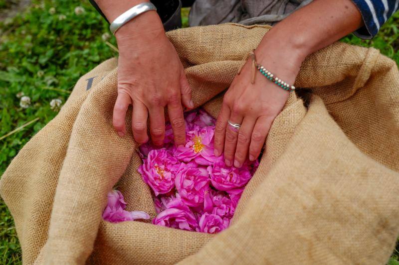 Se trata de la rosa 'Centifolia' cuyos cultivos en esta localidad francesa, son muy apreciados por grandes perfumistas por su calidad. Su recogida implica un proceso tan exhaustivo como delicado con el que se busca mantener las propiedades óptimas de las flores conservando así su intensa esencia. 