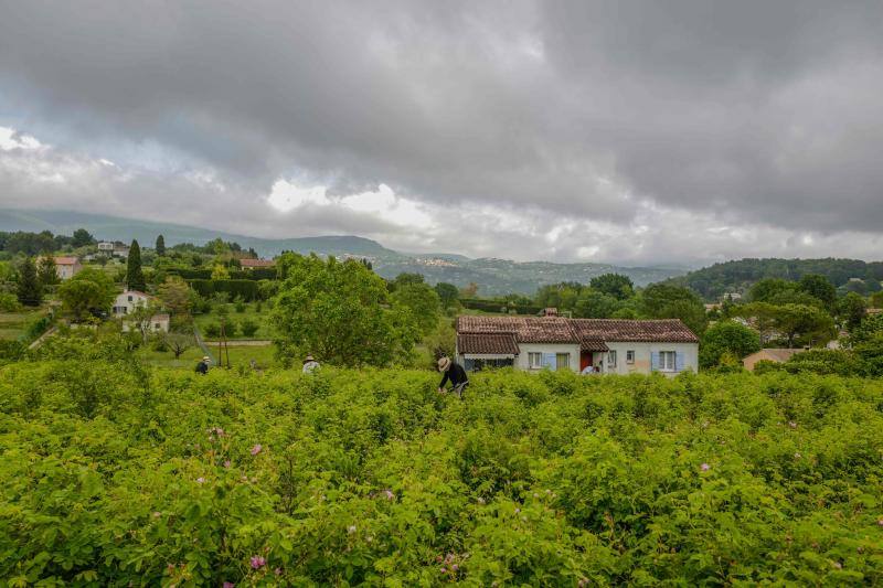 Se trata de la rosa 'Centifolia' cuyos cultivos en esta localidad francesa, son muy apreciados por grandes perfumistas por su calidad. Su recogida implica un proceso tan exhaustivo como delicado con el que se busca mantener las propiedades óptimas de las flores conservando así su intensa esencia. 