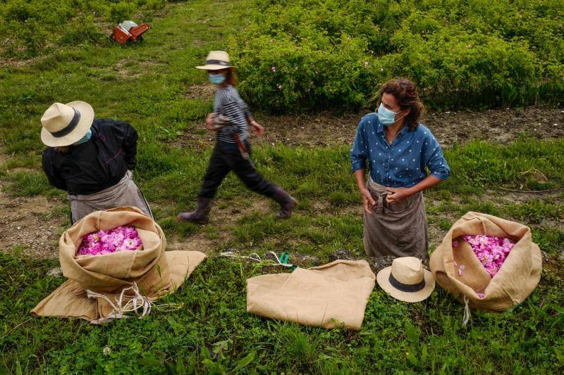 Se trata de la rosa 'Centifolia' cuyos cultivos en esta localidad francesa, son muy apreciados por grandes perfumistas por su calidad. Su recogida implica un proceso tan exhaustivo como delicado con el que se busca mantener las propiedades óptimas de las flores conservando así su intensa esencia. 