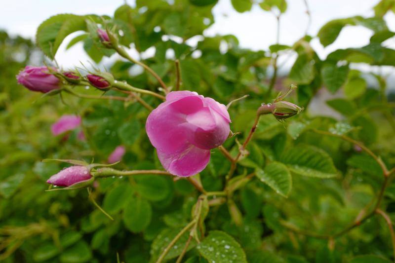 Se trata de la rosa 'Centifolia' cuyos cultivos en esta localidad francesa, son muy apreciados por grandes perfumistas por su calidad. Su recogida implica un proceso tan exhaustivo como delicado con el que se busca mantener las propiedades óptimas de las flores conservando así su intensa esencia. 