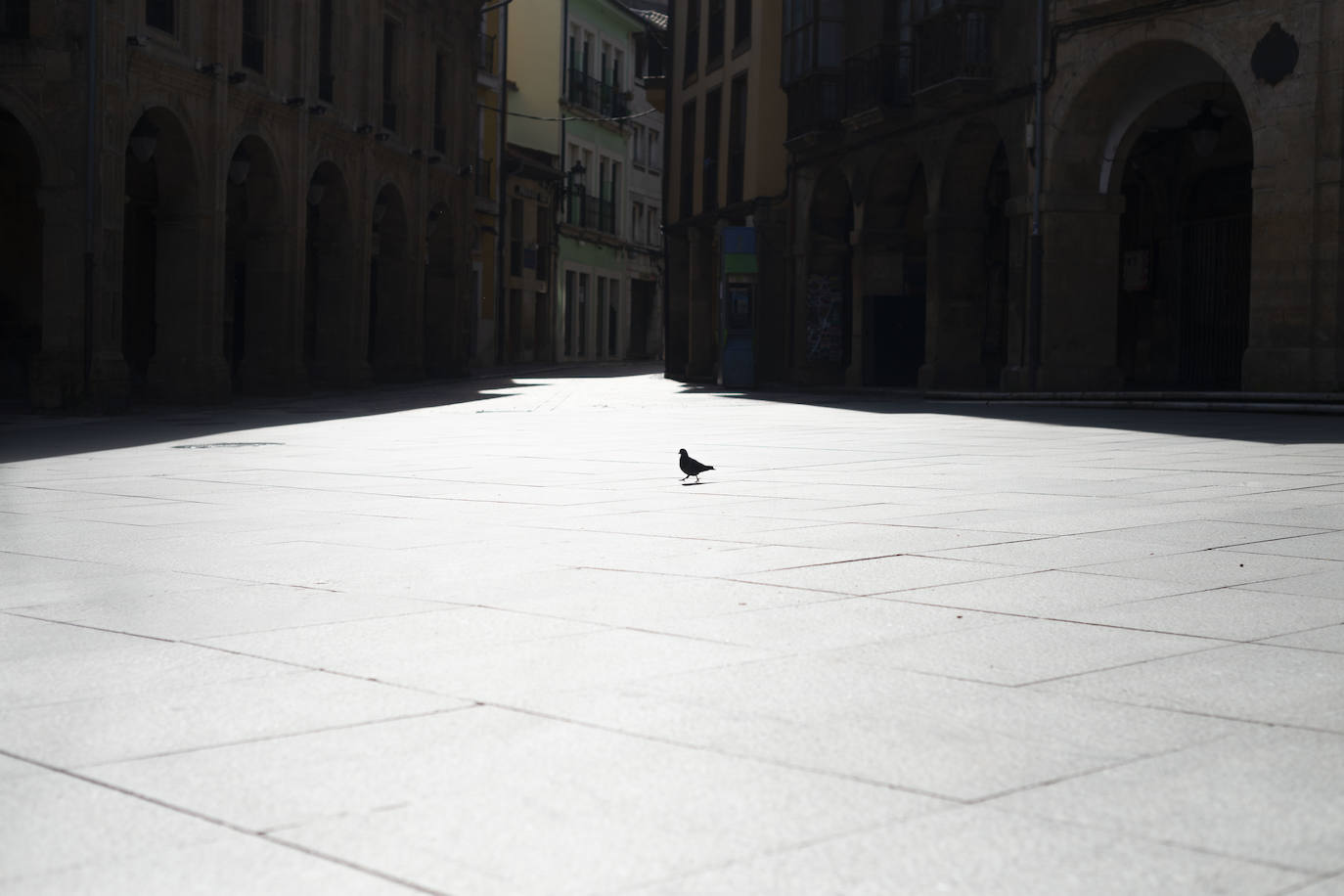 15 de marzo. Avilés | Una paloma en una despoblada calle de Avilés. 