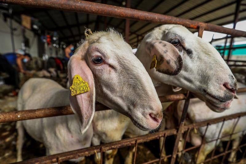 El miedo al coronavirus y las restricciones de viaje no han conseguido parar a Nicolás Olivera y otros 250 uruguayos que, contra todo pronóstico, parten este martes rumbo a España para esquilar a las miles de ovejas que les esperan para quitarse un «abrigo» que debería haber desaparecido en abril.