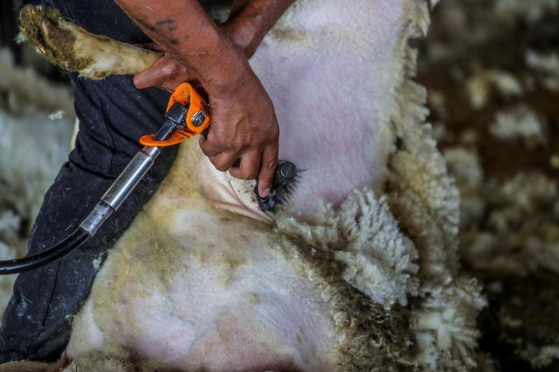 El miedo al coronavirus y las restricciones de viaje no han conseguido parar a Nicolás Olivera y otros 250 uruguayos que, contra todo pronóstico, parten este martes rumbo a España para esquilar a las miles de ovejas que les esperan para quitarse un «abrigo» que debería haber desaparecido en abril.