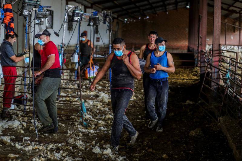 El miedo al coronavirus y las restricciones de viaje no han conseguido parar a Nicolás Olivera y otros 250 uruguayos que, contra todo pronóstico, parten este martes rumbo a España para esquilar a las miles de ovejas que les esperan para quitarse un «abrigo» que debería haber desaparecido en abril.