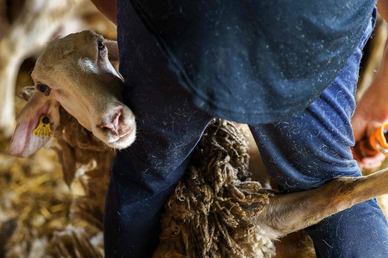 La pandemia del coronavirus no ha conseguido frenar a los 258 esquiladores de ovejas uruguayos que llegaron a España en avión esta semana. Los esquiladores tuvieron que someterse a varios chequeos en Uruguay y antes de comenzar a trabajar en España, donde permanecerán hasta el 20 de julio. En las imágenes, varios uruguayos esquilan las ovejas de una granja de Villabraz, en la provincia de León. 