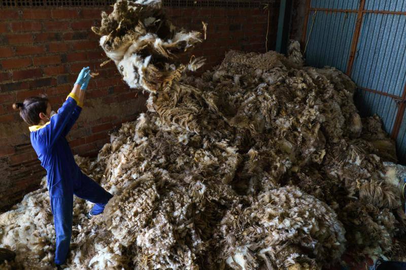 La pandemia del coronavirus no ha conseguido frenar a los 258 esquiladores de ovejas uruguayos que llegaron a España en avión esta semana. Los esquiladores tuvieron que someterse a varios chequeos en Uruguay y antes de comenzar a trabajar en España, donde permanecerán hasta el 20 de julio. En las imágenes, varios uruguayos esquilan las ovejas de una granja de Villabraz, en la provincia de León. 