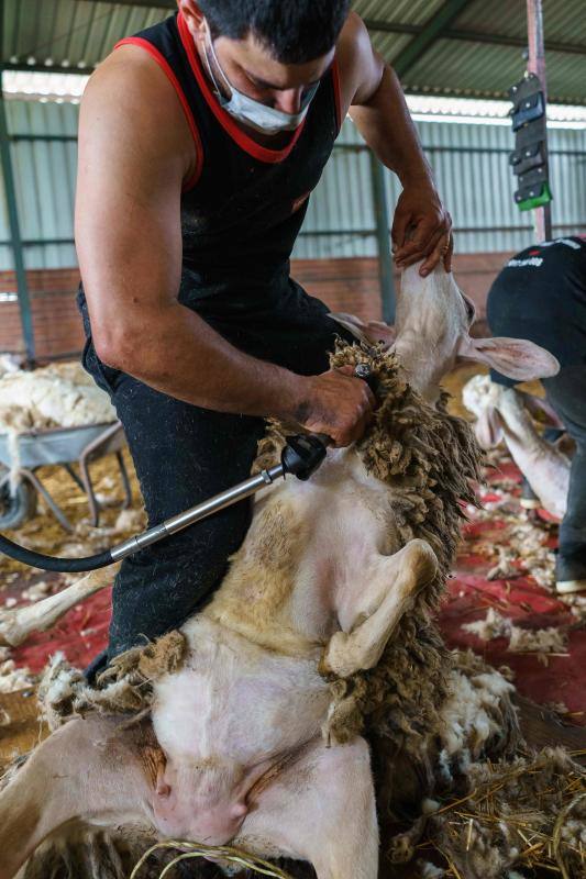 La pandemia del coronavirus no ha conseguido frenar a los 258 esquiladores de ovejas uruguayos que llegaron a España en avión esta semana. Los esquiladores tuvieron que someterse a varios chequeos en Uruguay y antes de comenzar a trabajar en España, donde permanecerán hasta el 20 de julio. En las imágenes, varios uruguayos esquilan las ovejas de una granja de Villabraz, en la provincia de León. 