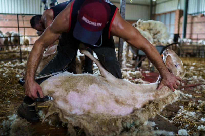 La pandemia del coronavirus no ha conseguido frenar a los 258 esquiladores de ovejas uruguayos que llegaron a España en avión esta semana. Los esquiladores tuvieron que someterse a varios chequeos en Uruguay y antes de comenzar a trabajar en España, donde permanecerán hasta el 20 de julio. En las imágenes, varios uruguayos esquilan las ovejas de una granja de Villabraz, en la provincia de León. 