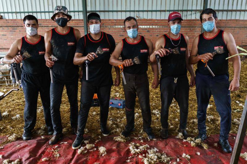 La pandemia del coronavirus no ha conseguido frenar a los 258 esquiladores de ovejas uruguayos que llegaron a España en avión esta semana. Los esquiladores tuvieron que someterse a varios chequeos en Uruguay y antes de comenzar a trabajar en España, donde permanecerán hasta el 20 de julio. En las imágenes, varios uruguayos esquilan las ovejas de una granja de Villabraz, en la provincia de León. 