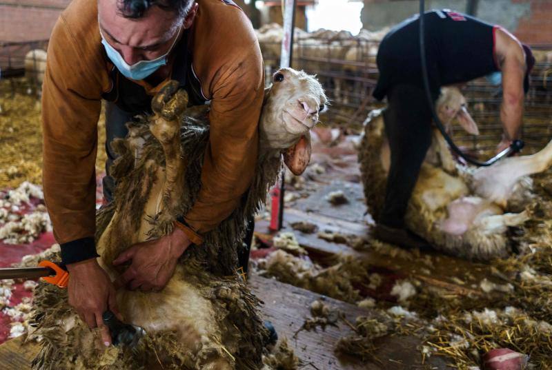 La pandemia del coronavirus no ha conseguido frenar a los 258 esquiladores de ovejas uruguayos que llegaron a España en avión esta semana. Los esquiladores tuvieron que someterse a varios chequeos en Uruguay y antes de comenzar a trabajar en España, donde permanecerán hasta el 20 de julio. En las imágenes, varios uruguayos esquilan las ovejas de una granja de Villabraz, en la provincia de León. 