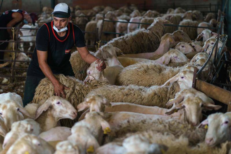 La pandemia del coronavirus no ha conseguido frenar a los 258 esquiladores de ovejas uruguayos que llegaron a España en avión esta semana. Los esquiladores tuvieron que someterse a varios chequeos en Uruguay y antes de comenzar a trabajar en España, donde permanecerán hasta el 20 de julio. En las imágenes, varios uruguayos esquilan las ovejas de una granja de Villabraz, en la provincia de León. 