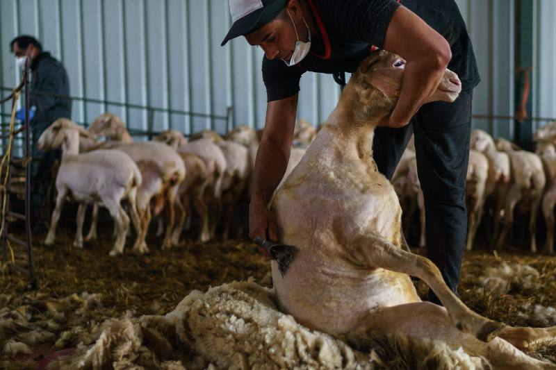 La pandemia del coronavirus no ha conseguido frenar a los 258 esquiladores de ovejas uruguayos que llegaron a España en avión esta semana. Los esquiladores tuvieron que someterse a varios chequeos en Uruguay y antes de comenzar a trabajar en España, donde permanecerán hasta el 20 de julio. En las imágenes, varios uruguayos esquilan las ovejas de una granja de Villabraz, en la provincia de León. 