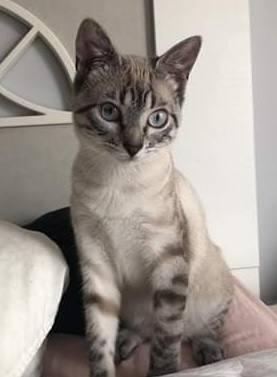 La Calzada se moviliza para encontrar a la gata perdida, 'Media noche'