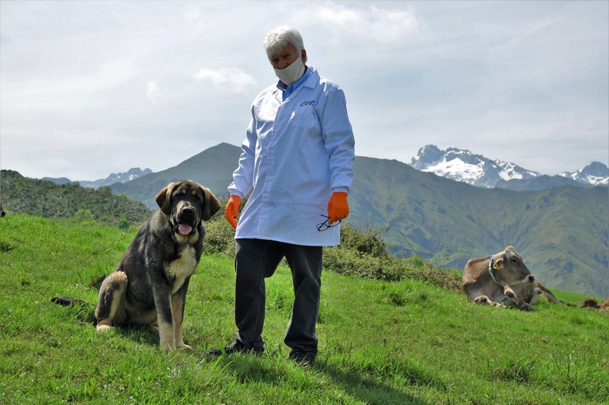 El emprendedor Alberto Álvarez con sus animales en Demués, en el concejo de Onís. 