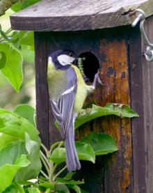 Imagen secundaria 2 - En la primera imagen, una abeja sobrevolando una flor. A continución, una mariquita comiendo pulgón y un carbonero se alimenta de una oruga en la caja situada en una pumarada. 
